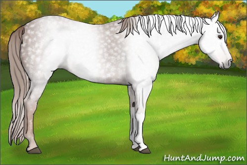 Horse Color:Gray Chestnut