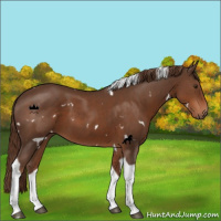 Horse Color:White Spotted Liver Chestnut Tobiano 