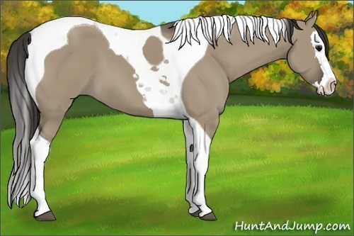 Horse Color:Smoky Grullo Splash Tobiano