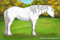 Horse Color:Liver Chestnut Appaloosa