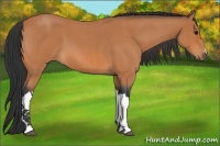 Horse Color:Bay Roan 