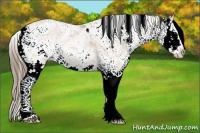 Horse Color:Black Ice Pearl Sabino 