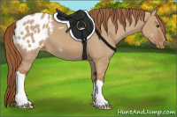 Horse Color:Red Dun Appaloosa