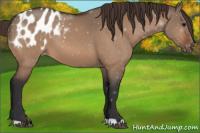 Horse Color:Bay Dun Appaloosa 