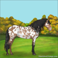 Horse Color:Bay Appaloosa 