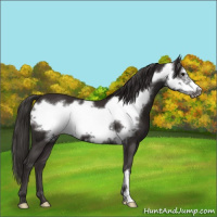 Horse Color:Smoky Black Frame 