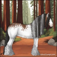 Horse Color:White Spotted Bay 