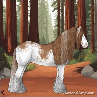 Horse Color:White Spotted Chestnut Splash 