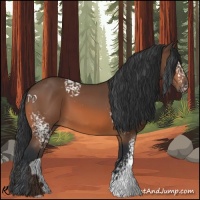 Horse Color:White Spotted Bay 