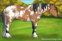 Horse Color:White Spotted Bay 