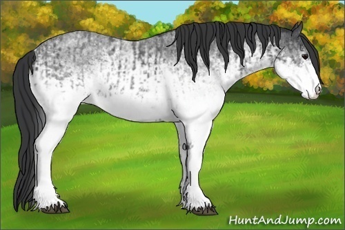 Horse Color:White Spotted Blue Roan Rabicano  and White Spotted Blue Roan Rabicano 