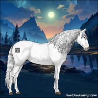 Horse Color:Gray White Spotted Chestnut 