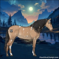 Horse Color:White Spotted Bay Dun