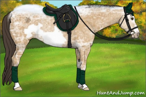Horse Color:Buckskin Ice Frame Rabicano