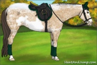 Horse Color:Buckskin Ice Frame Rabicano 