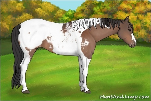 Horse Color:Bay Tobiano Snowcap 