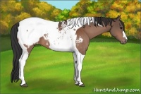 Horse Color:Bay Tobiano Snowcap 