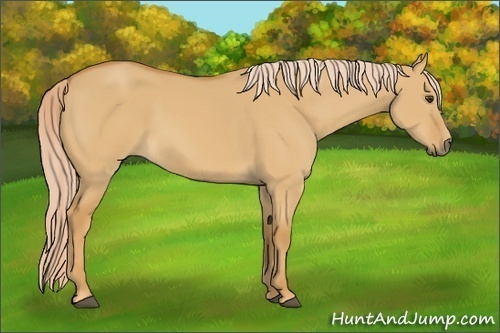 Horse Color:Palomino Dun 