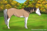 Horse Color:Bay Dun Splash
