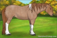 Horse Color:Red Roan Tobiano Rabicano