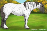 Horse Color:Grullo Roan Tobiano Appaloosa