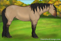 Horse Color:Gray Bay Dun