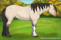 Horse Color:Bay Roan Dun 