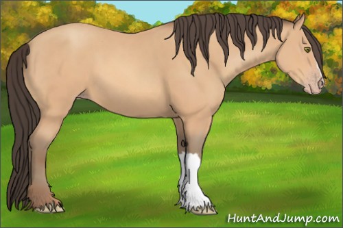 Horse Color:Amber Champagne 