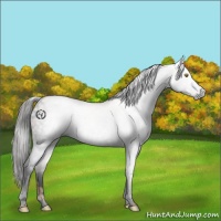 Horse Color:Gray Void White Spotted Amber Champagne Appaloosa 