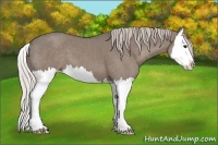 Horse Color:Silver Grullo Splash