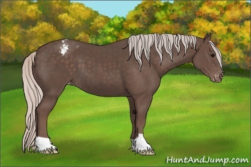Horse Color:Silver Black Appaloosa 
