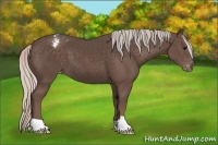 Horse Color:Silver Black Appaloosa 