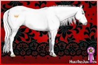Horse Color:Gray Gold Champagne Splash Rabicano 