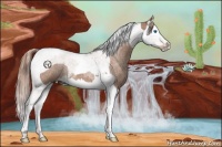 Horse Color:Red Roan Splash Tobiano