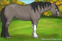 Horse Color:Grullo 