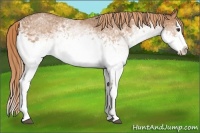 Horse Color:White Spotted Chestnut Splash