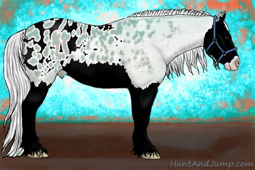 Horse Color:Watercolor Silver Black Splash Appaloosa 