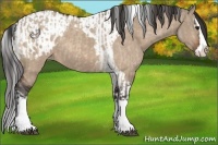 Horse Color:Bay Roan Dun Sabino Splash  and Brown Dun Sabino Splash Tobiano Appaloosa 