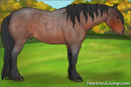 Horse Color:Brown Roan 