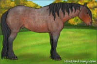 Horse Color:Brown Roan
