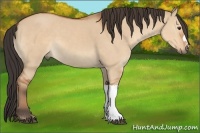 Horse Color:Bay Dun
