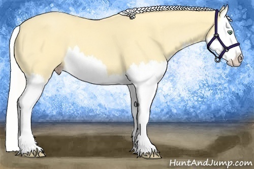 Horse Color:Silver Amber Cream Champagne Dun Splash 