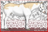 Horse Color:Silver Classic Champagne Dun Splash Frame 
