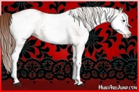Horse Color:White Spotted Chestnut Splash Rabicano 