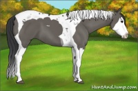 Horse Color:Grullo Splash Tobiano 