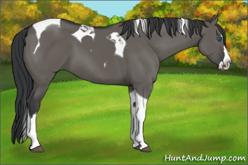 Horse Color:Grullo Splash Tobiano 