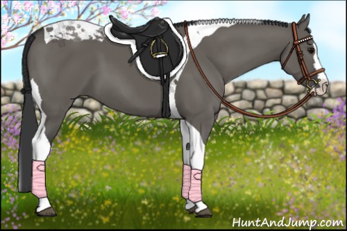 Horse Color:Grullo Splash Tobiano 