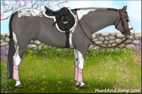 Horse Color:Grullo Splash Tobiano 