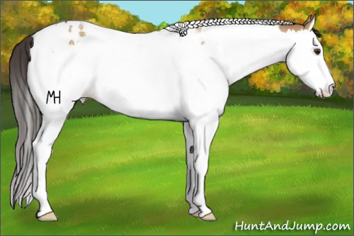 Horse Color:Bay Dun Splash Tobiano Rabicano 