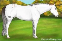 Horse Color:Bay Dun Splash Tobiano Rabicano 